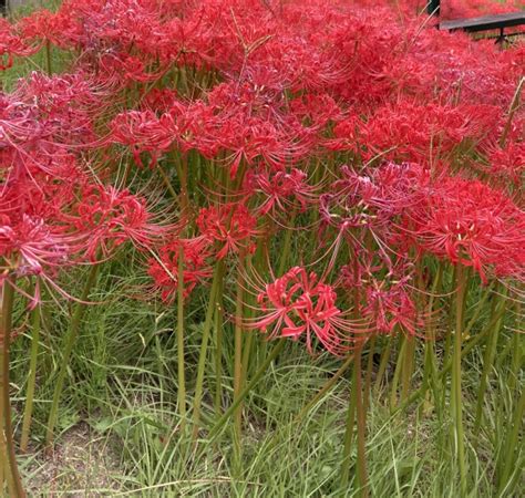 彼岸花開花|彼岸花（ヒガンバナ）ってどんな花？別名や赤・黄色・白の花言。